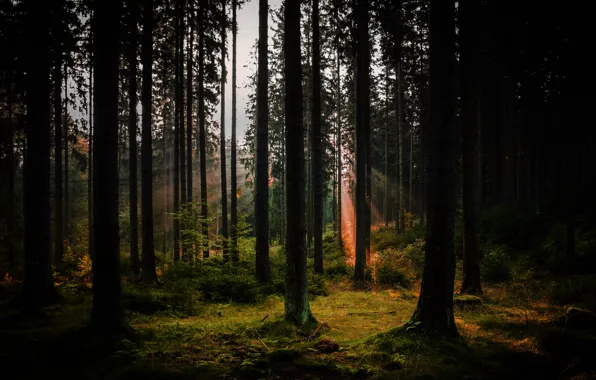 Picture greens, forest, trees, the rays of the sun
