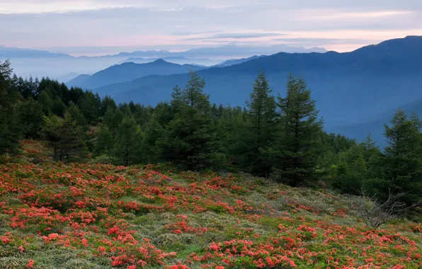Forest, the sky, grass, trees, flowers, mountains, dawn, glade