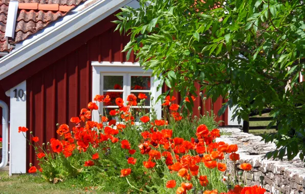 Picture summer, flowers, the fence, Maki, home