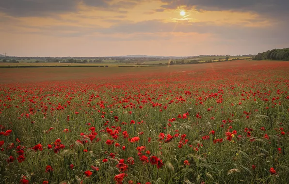 Field, summer, the sky, clouds, landscape, flowers, nature, Maki