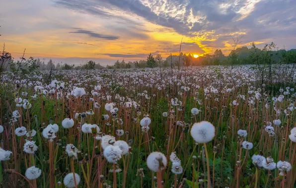 Field, forest, the sky, clouds, sunset, flowers, dawn, spring