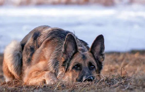 Picture look, each, dog, German shepherd