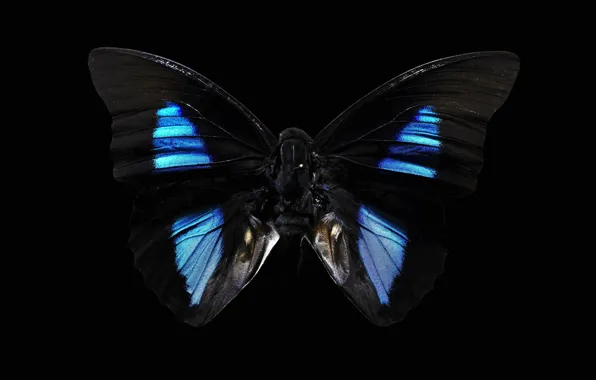 Picture background, black, butterfly, dark