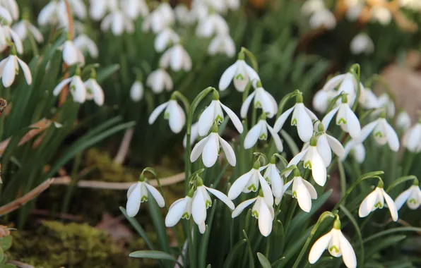 Light, flowers, blur, spring, garden, snowdrops, white, flowerbed