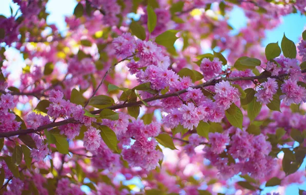 Leaves, flowers, branches, tree, spring, Sakura, pink, flowering