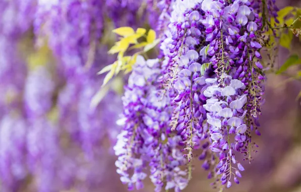 Leaves, flowers, branches, nature, background, color, beauty, spring