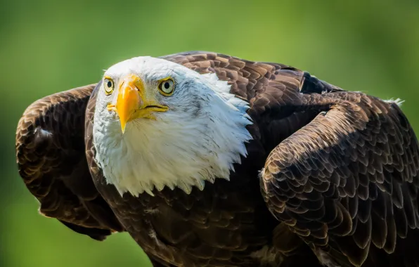 Picture look, predator, beak, bald eagle, bald eagle