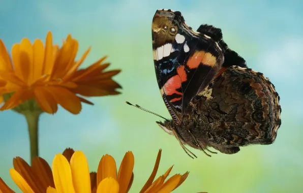 Picture flower, flight, butterfly, colorful