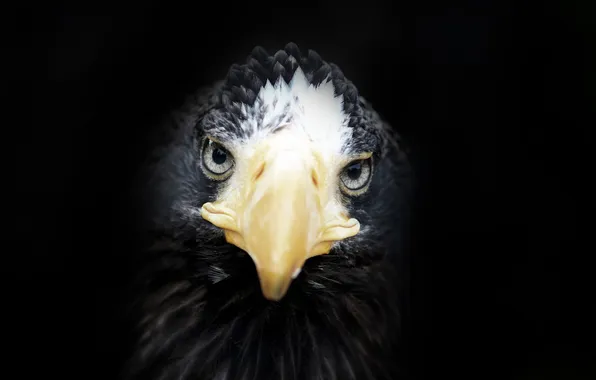 Nature, background, bird
