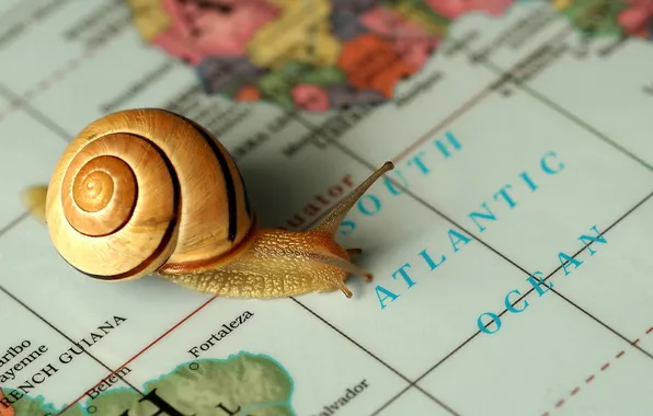 Picture background, map, snail