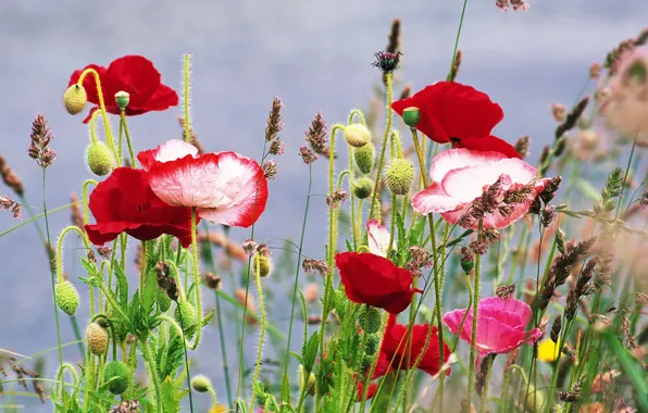 Summer, grass, flowers, Maki