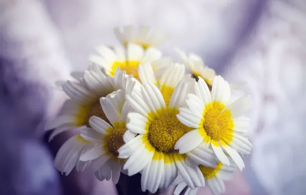 Picture flowers, background, chamomile