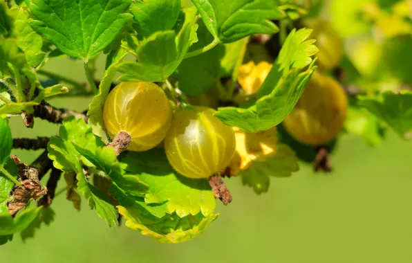 Fruit, twig, gooseberry