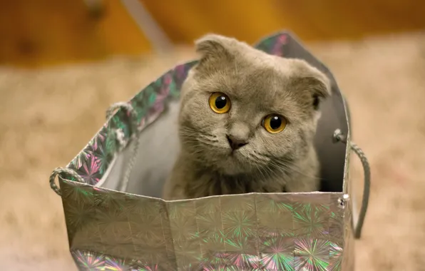 Cat, cat, look, portrait, fold, bag, face