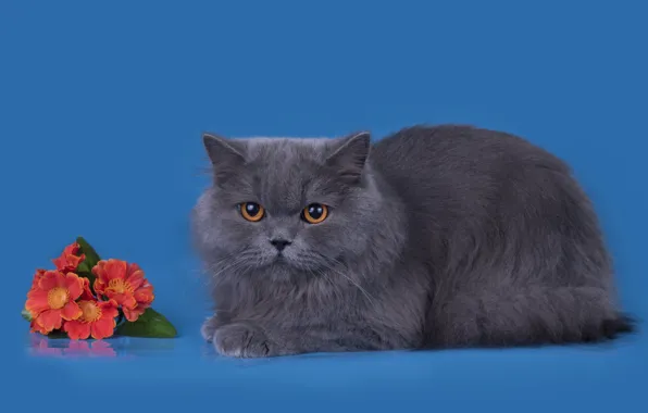 Cat, flowers, grey, breed, British
