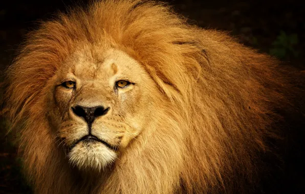 Leo, king, beast