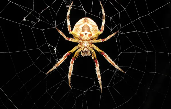 Picture web, spider