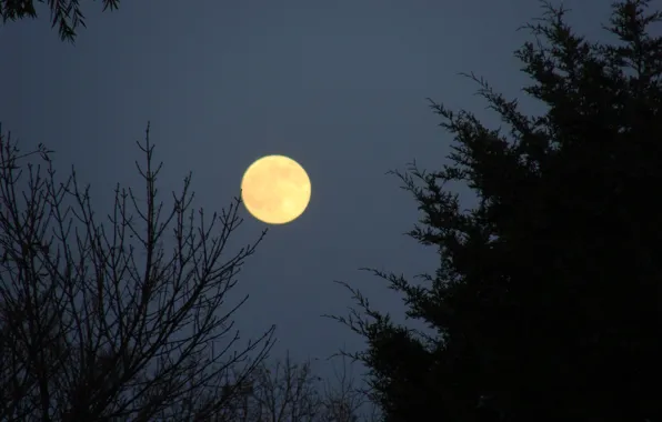 Picture the sky, trees, night, nature, the moon, the full moon