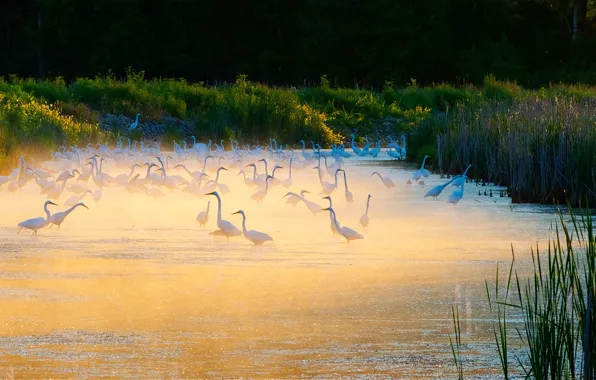Grass, light, birds, fog, lake, shore, morning, pond