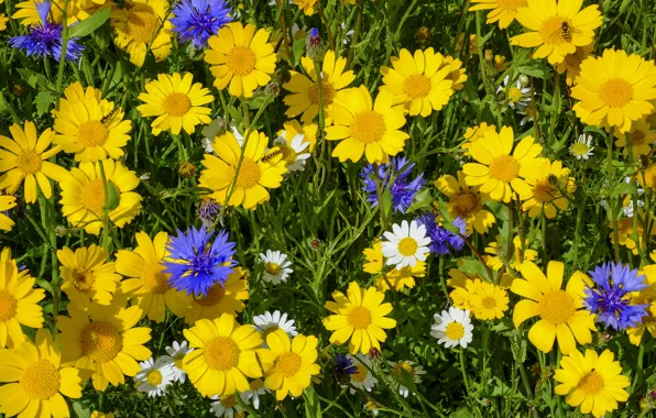 Picture chamomile, meadow, cornflowers