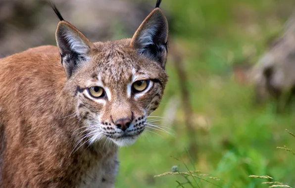 Picture cat, look, face, lynx