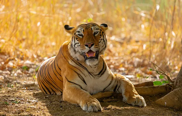 Grass, look, face, light, nature, tiger, stay, glade