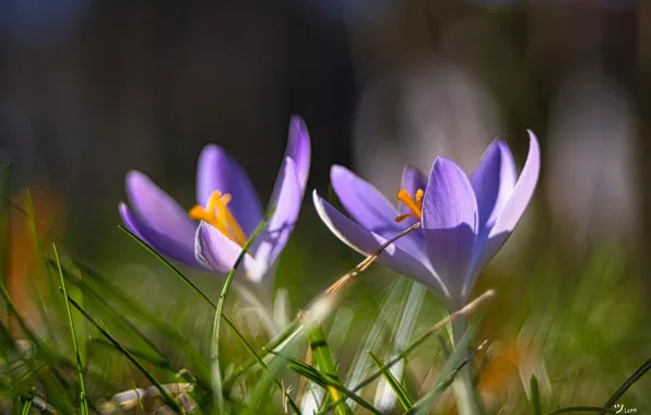 Grass, flowers, glade, spring, crocuses, a couple, Duo, lilac