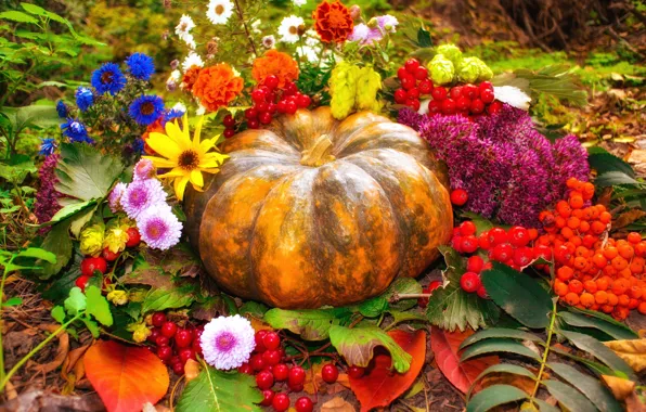 Autumn, leaves, flowers, garden, harvest, pumpkin, bright colors, Rowan