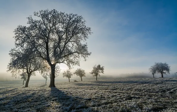 Frost, trees, fog, morning