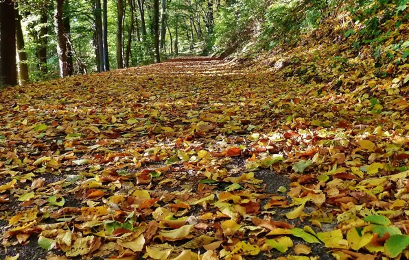 Picture autumn, leaves, nature, track, falling leaves, nature, Autumn, leaves