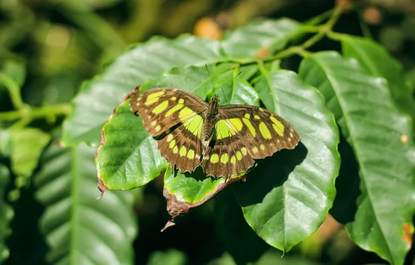 Leaves, microsemi, butterfly, wings, insect, beautiful, closeup