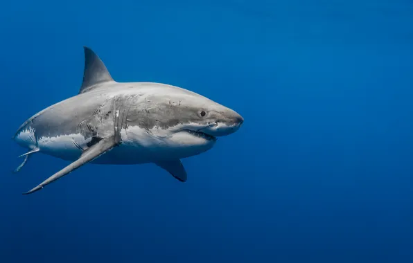 Sea, water, predator, shark