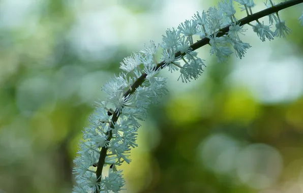 Picture white, macro, flowers, branches, Cimicifuga simplex