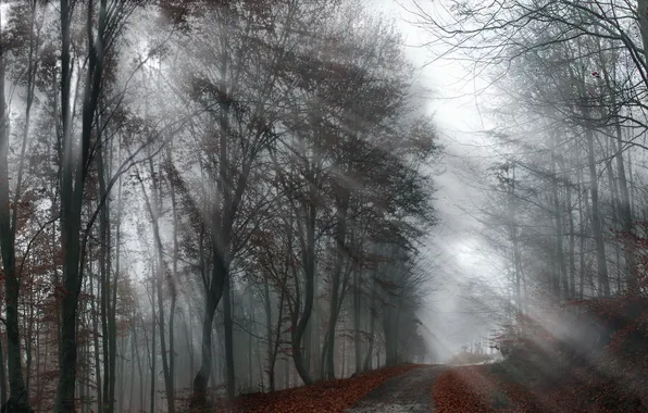 Road, autumn, fog