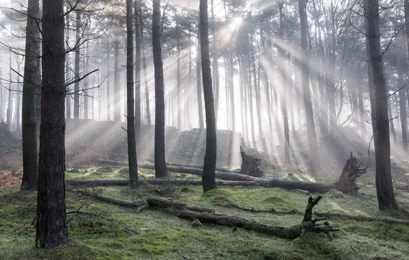 Forest, light, nature, morning