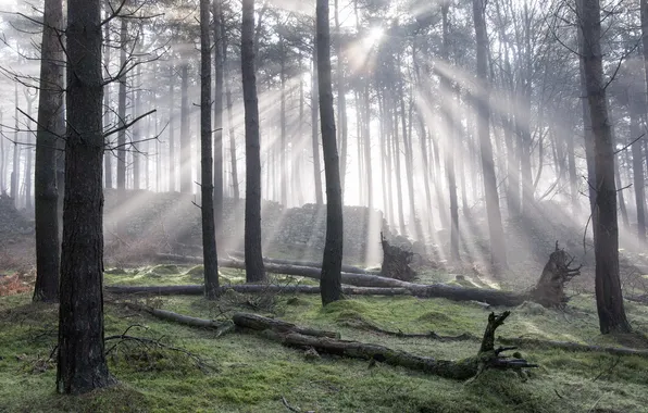 Picture forest, light, nature, morning