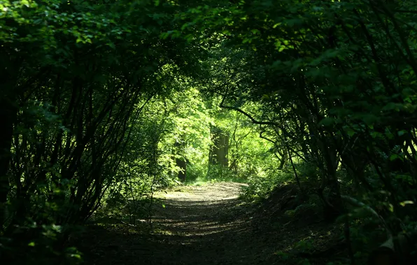 Picture nature, thickets, track, pass, arch, alley