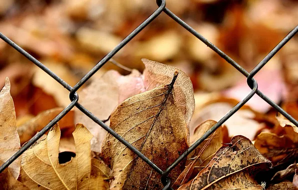 Picture autumn, leaves, the fence, yellow, grille