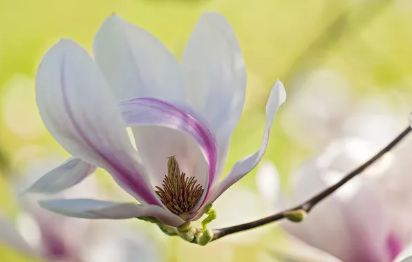 Picture macro, tenderness, spring, petals, Magnolia