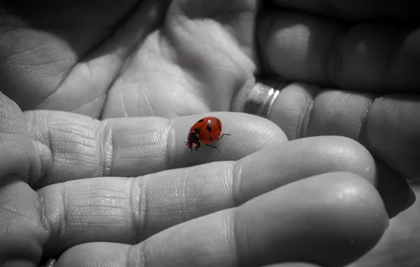 Background, ladybug, hands