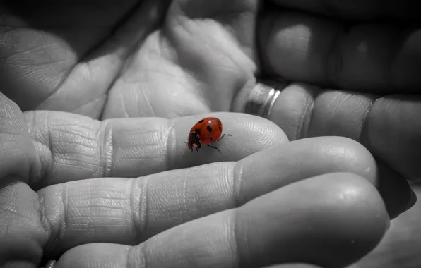 Picture background, ladybug, hands