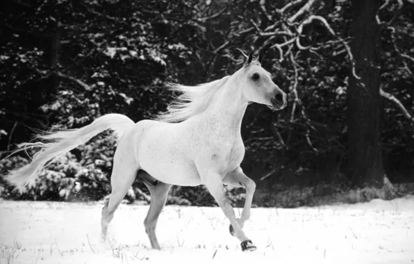 Snow, horse, horse, horse, mane, tail, horse, black and white photo