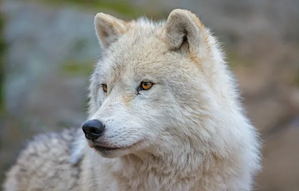 Look, face, wolf, portrait, predator, Arctic island wolf