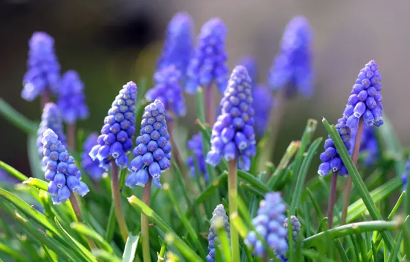 Picture leaves, flowers, nature, spring, Muscari, muscari