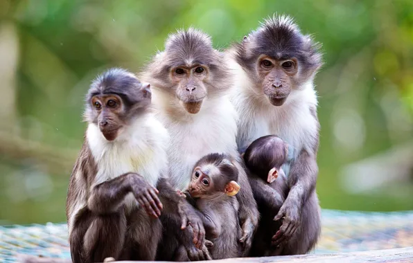 Nature, macaques, baby, monkey, mom