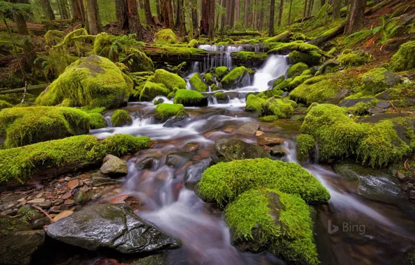 Forest, stream, stones, moss, Washington, USA, National Park, Olympic