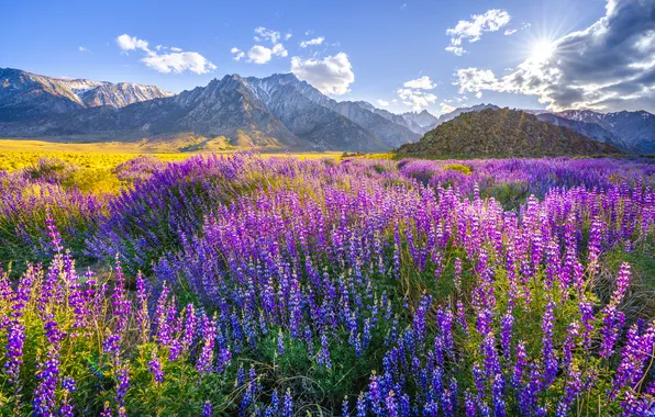 Wallpaper field, summer, flowers, mountains, nature, rocks, lupins for ...