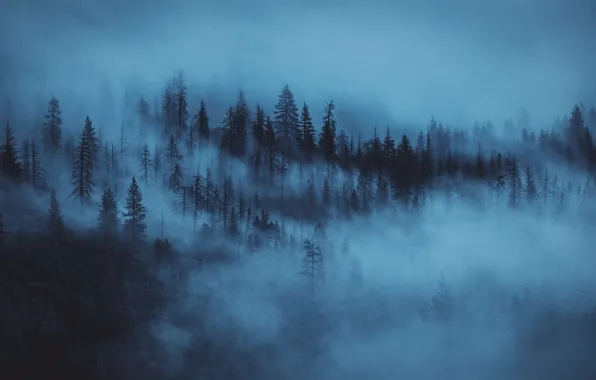 Picture forest, trees, nature, fog