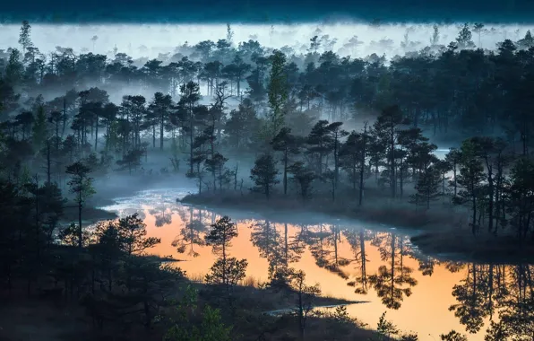 Forest, the sky, nature, fog, lake, river, forest