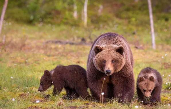 Summer, look, nature, glade, bear, bears, three, bear